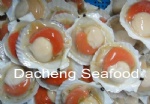 Frozen Half Shell Sea Scallop