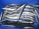 Frozen pacific saury whole round