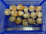 Frozen Japan Boiled Hotate